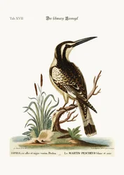 De zwart-witte ijsvogel, 1749-73